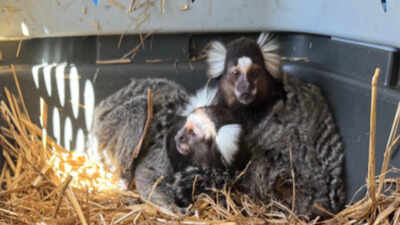 ‘The Monkey Whisperer’: Florida man arrested for illegal exotic animal trade, fined $60,000.