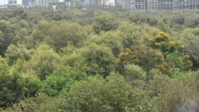 46 thousand mangroves can be cut for Mumbai project: SC | india news
