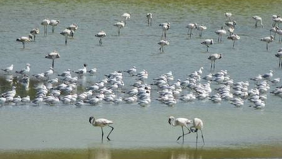 Flamingo habitats are facing decline due to poisoning of wetlands in Navi Mumbai. india news