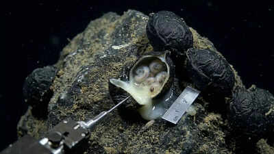 6,200 meters beneath the Pacific Ocean: Scientists open black ‘eggs’ and make a shocking discovery. world News