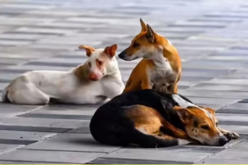 बलिया में आवारा कुत्तों का हमला, तीन बच्चे घायल; 4 साल के लड्डू की हालत गंभीर