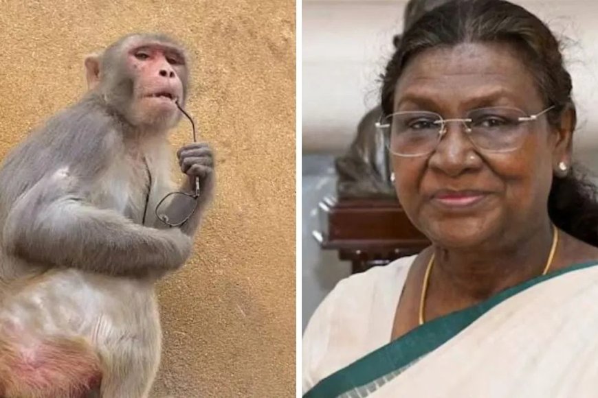 राष्ट्रपति मुर्मू के दौरे से पहले वृन्दावन अलर्ट पर, बंदरों से सुरक्षा के लिए गुलेल-लेजर गन के साथ 30 अधिकारी तैनात…