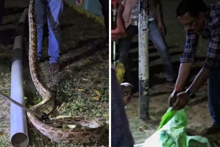 औरैया के स्कूल में मिला 11 फीट लंबा अजगर, वन विभाग ने रेस्क्यू कर जंगल में छोड़ा