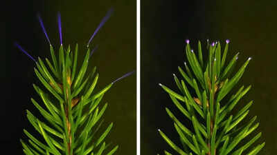 Scientists capture trees lit up by lightning during storm
