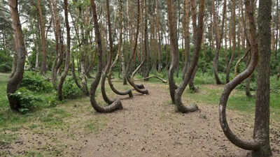 Crooked forest: Why 400 trees in Poland are inclined exactly north world News