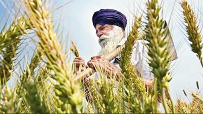 Help farmers shift from paddy to pulses, Supreme Court suggests government. india news