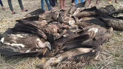 Concern increased due to mysterious death of 25 vultures in Dudhwa buffer zone. india news