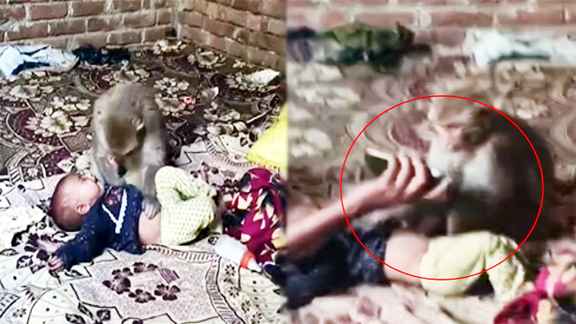 मुज़फ्फरनगर – एक बंदर कमरे में घुस गया और नवजात बच्ची के पास बैठा था, करीब एक घंटे बाद मोबाइल दिखाकर उसकी जान बचाई गई।