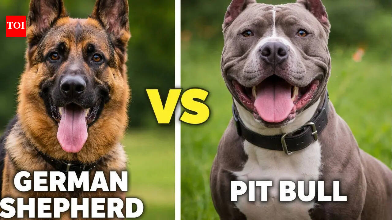 German Shepherd vs Pit Bull: Key Differences You Should Really Care About