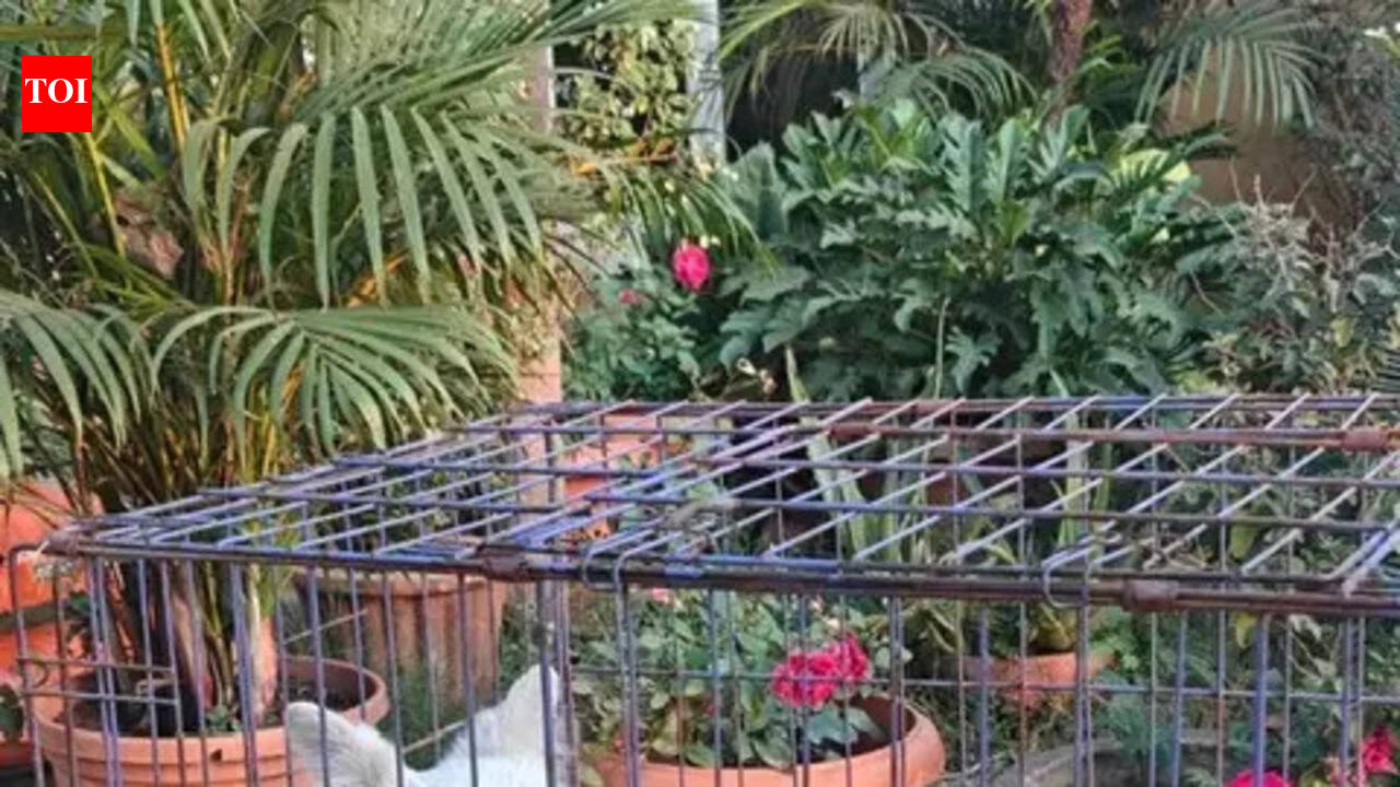 Five dogs rescued from circus in Chhattisgarh district after joint raid by PETA India and police. raipur news