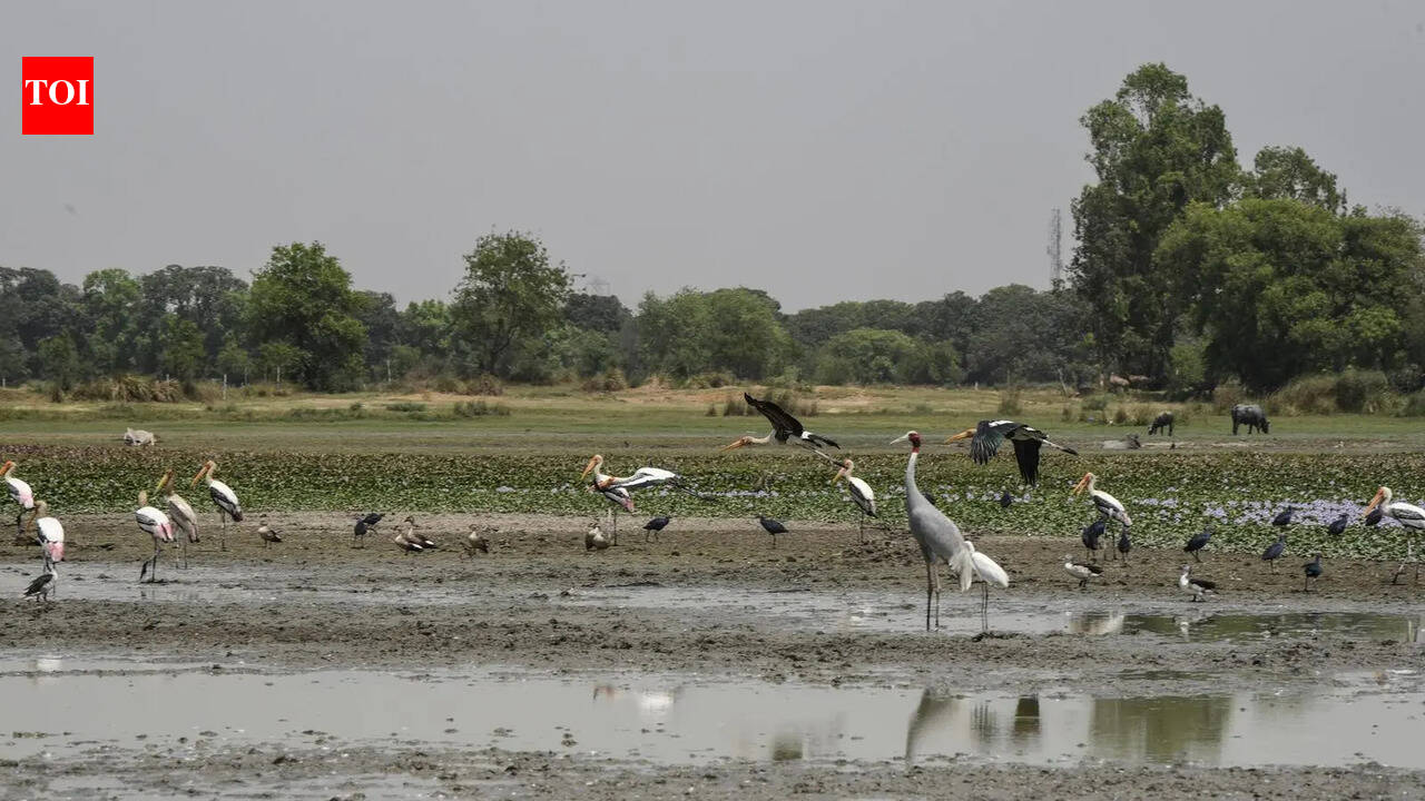 Why Ramsar tag is a non-starter for Saras Haven Dhanauri noida news