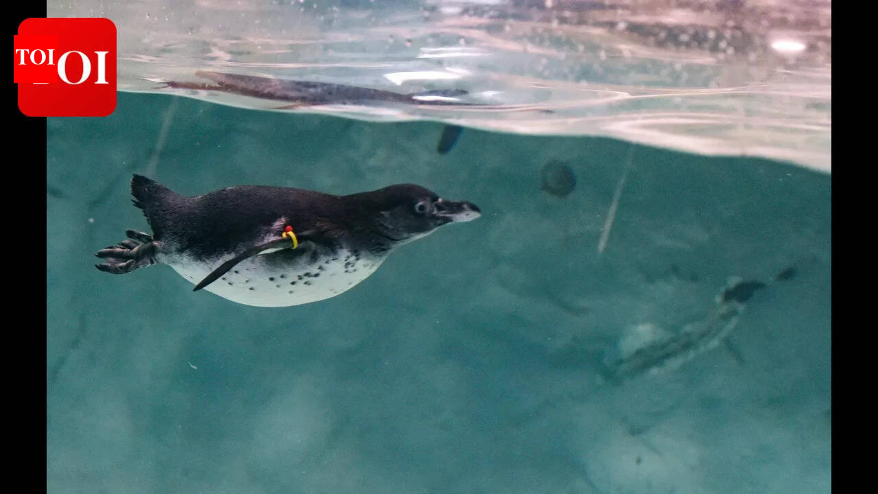 The penguin named after her medicine has turned 38 and is possibly the oldest living female of her kind