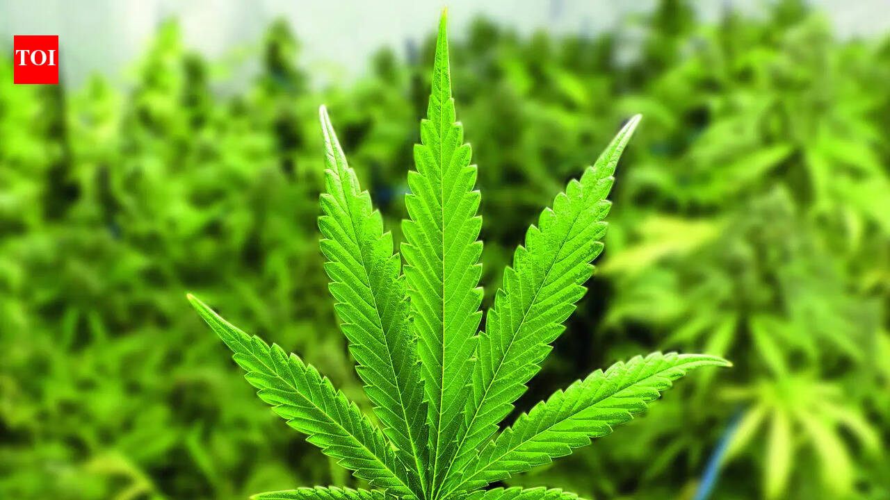 ‘Marijuana found in bag’: Air India co-pilot deported from US india news