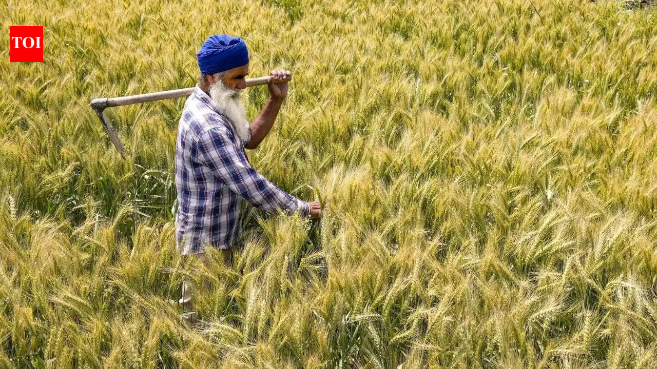 Government increased wheat procurement target by 15% as farmers turned to MSP
