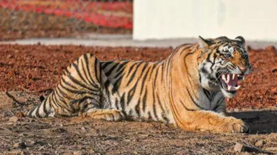 Cub, adult tiger found dead in Kanha Tiger Reserve, Balaghat; The death toll in MP increased to 23. india news