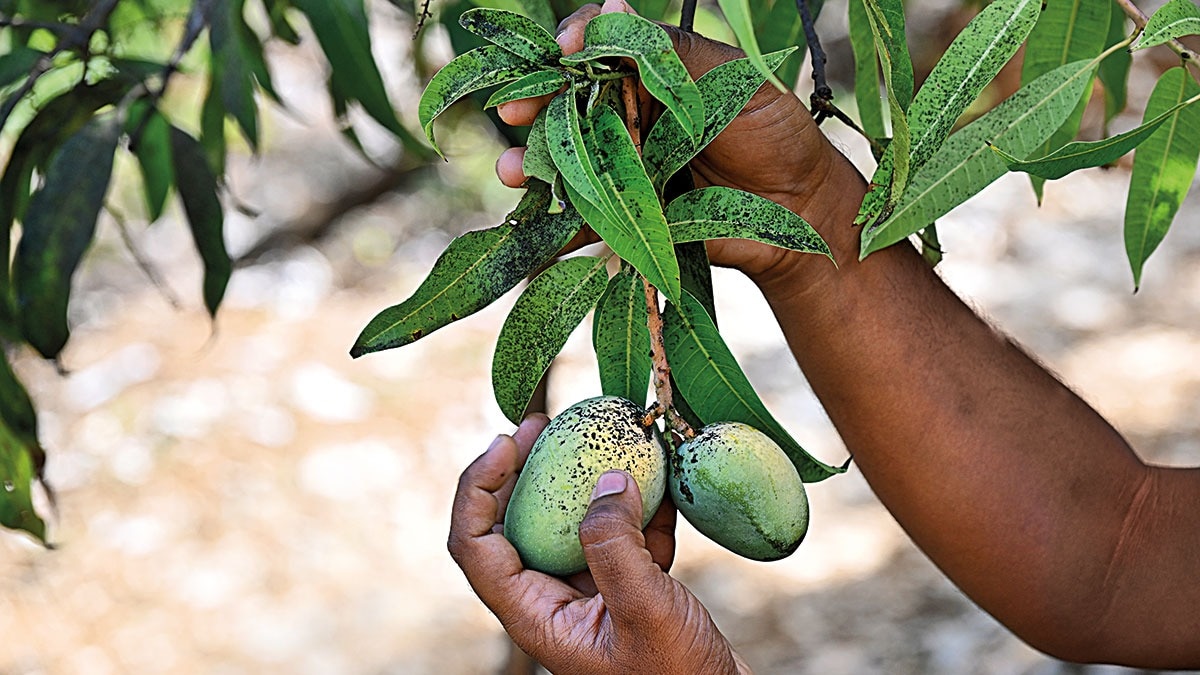King in trouble alphonso mango