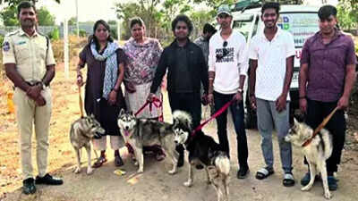 Abandoned husky found dead, 5 rescued, ’30 missing’ india news