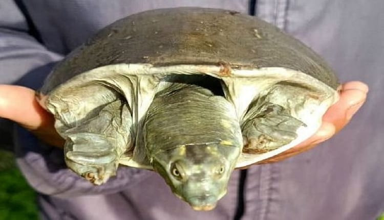 एक्सक्लूसिव खबर: बागेश्वर के भंवराटोली में 900 मीटर की ऊंचाई पर देखा गया दुर्लभ सॉफ्टशेल कछुआ