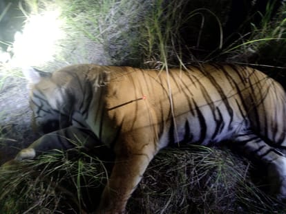 नैनीताल: राहत भरी खबर; वन विभाग की टीम ने किया बाघ को ट्रैंकुलाइज, कई इलाकों में दहशत