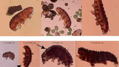 Can life survive on Mars? Scientists use ‘water bears’ to test habitability on Red Planet