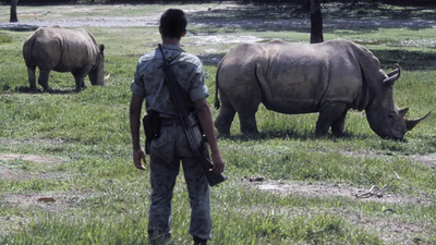 Colombia to kill 80 wild hippos once owned by Pablo Escobar: Why are African giants being killed? | world News