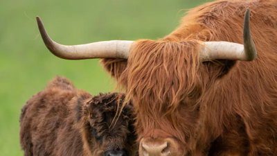 UK farmer plans to breed ‘less photogenic’ Highland cows to stop tourists and influencers filming him World News