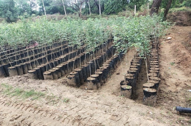 उत्तराखंड: राज्य की नर्सरियों को पुनर्जीवित करने की तैयारी, यूरोपीय सब्जियों की खेती भी की जाएगी