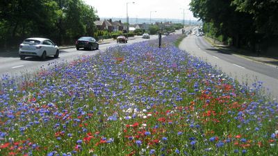 ‘Game changer’: English town stopped mowing 8 miles of grass and nature immediately came back, saving £25,000 a year world News