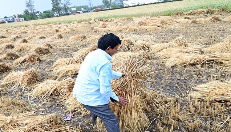 Uk: Unseasonal rains caused heavy damage to the farmers’ ready wheat crop.