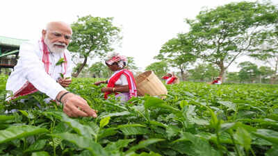 PM Modi visits Assam tea garden, plucks leaves, takes selfie with workers, calls it a ‘memorable experience’ india news
