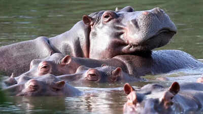 Vantara offers to take in 80 Colombian hippos facing death india news