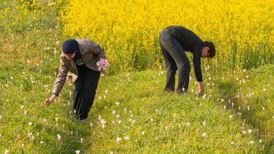 In Kashmir, porcupine pushed saffron to the brink. india news