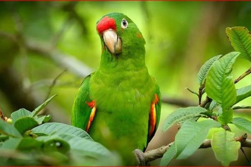 6 महीने बाद लौटा तोता… मालिक की पियानो धुन सुनते ही उड़कर आया किट्टू, दिल छू लेने वाली कहानी