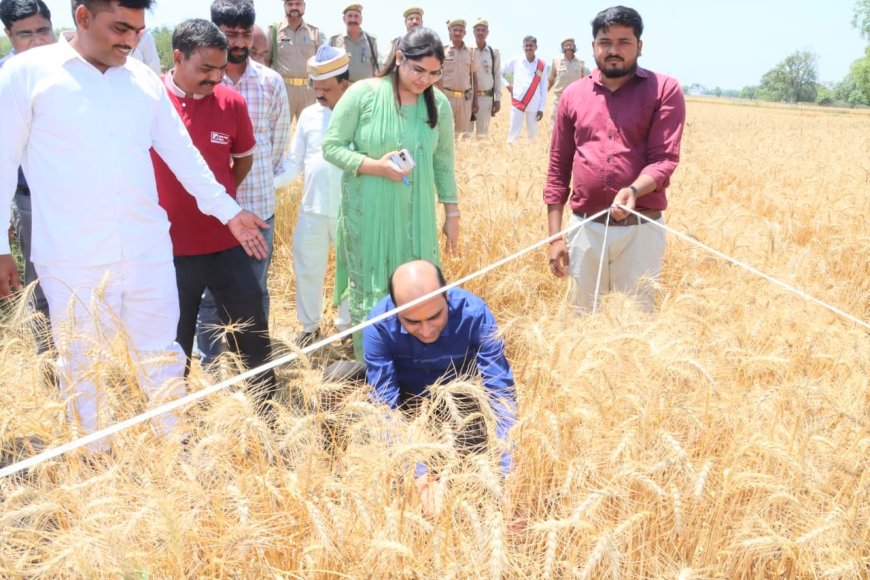 प्रतापगढ़ में डीएम ने खुद खेत में काटा गेहूं, उत्पादकता जांचने का अनोखा तरीका