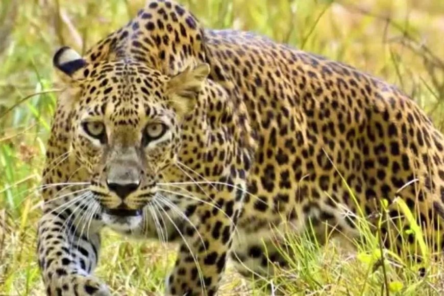 जब बच्चे की जान पर बन आई तो तेंदुए से भिड़ गए मां-बाप, दिल दहला देगी ये घटना