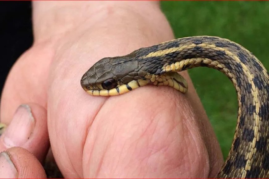 सहारनपुर में फिर छात्र को सांप ने काटा, तीसरी घटना से इलाके में दहशत