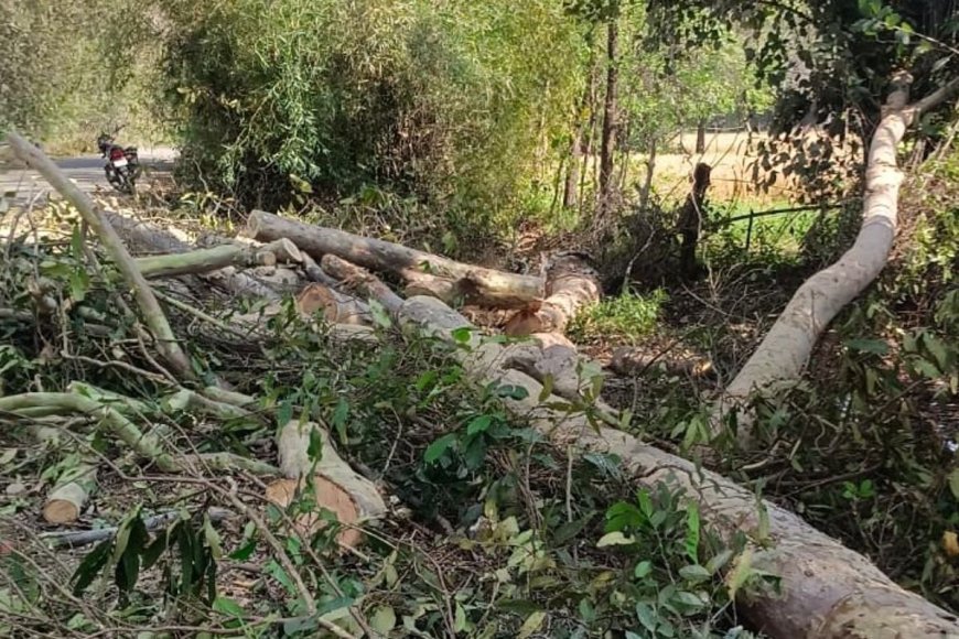 84 कोसी परिक्रमा मार्ग में बड़ा घोटाला? कागजों में पेड़, जमीन से गायब, ठेकेदार ने उठाए सवाल