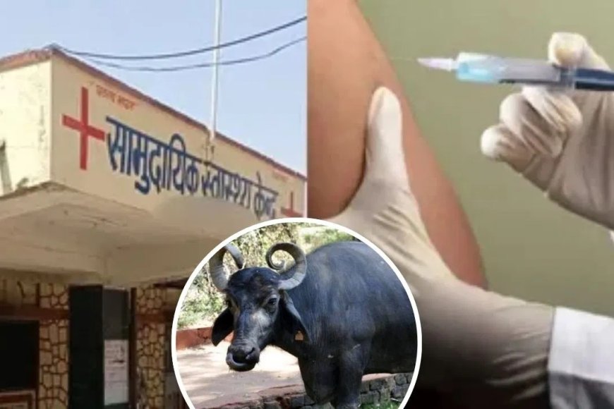 गोरखपुर में भैंस का दूध निकला जहरीला… एक साथ 30 लोगों को लगा एंटी रेबीज इंजेक्शन, गांव में पसरा सन्नाटा