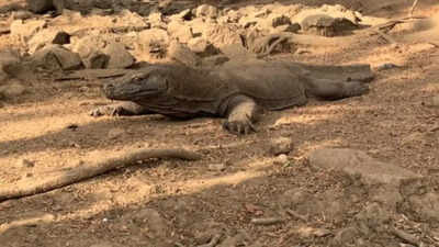 Six arrested for smuggling endangered Komodo dragons in Indonesia. world News