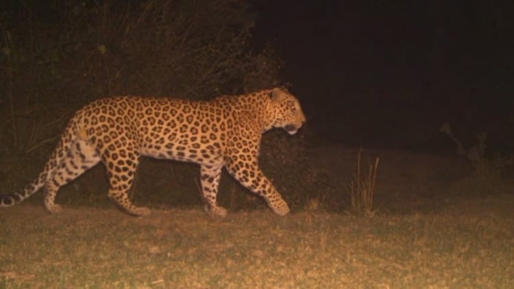 उत्तराखंड: राजाजी में गुलदारों का राज, पश्चिमी सेक्टर में ही 200 से ज्यादा तेंदुए, अध्ययन में खुलासा – राजाजी टाइगर रिजर्व पश्चिमी सेक्टर में 200 से ज्यादा तेंदुओं की पहचान, अध्ययन किया गया