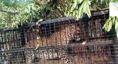 नैनीताल: डोगरा में पिंजरे में फंसा तेंदुआ, इलाके में दो लोगों की मौत से ग्रामीणों में डर का माहौल