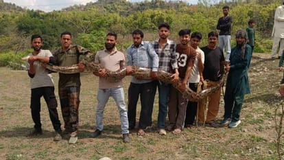 विकासनगर: गुर्जर बस्ती में मिला 14 फीट लंबा अजगर, देखने के लिए जुटी भीड़, वन विभाग की टीम ने किया रेस्क्यू – Python 14 फीट लंबा अजगर मिला गुर्जर बस्ती में, विकासनगर वन विभाग की टीम ने किया रेस्क्यू देहरादून।