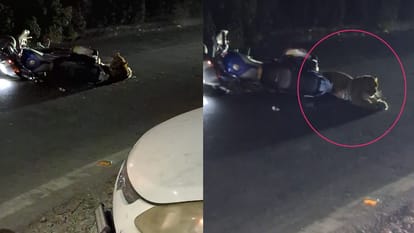 -नैनीताल: भीमताल में सड़क पार करते वक्त चलती बाइक से टकराया तेंदुआ, ड्राइवर ने दुकान में घुसकर बचाई जान