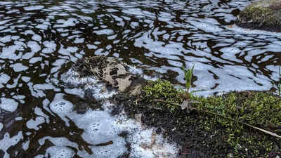 Fish and birds die in environmental disaster due to river pollution in Moree
