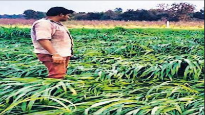 10,546 farmers commit suicide in 2024, 2% less than last year: Data | india news