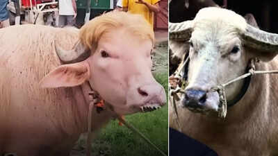 Viral buffaloes of Bangladesh resembling Donald Trump and Benjamin Netanyahu are making headlines