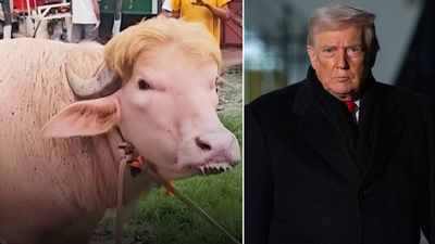 ‘Poor guy’: Iran mocks Donald Trump as viral buffalo lookalike has lost its appetite