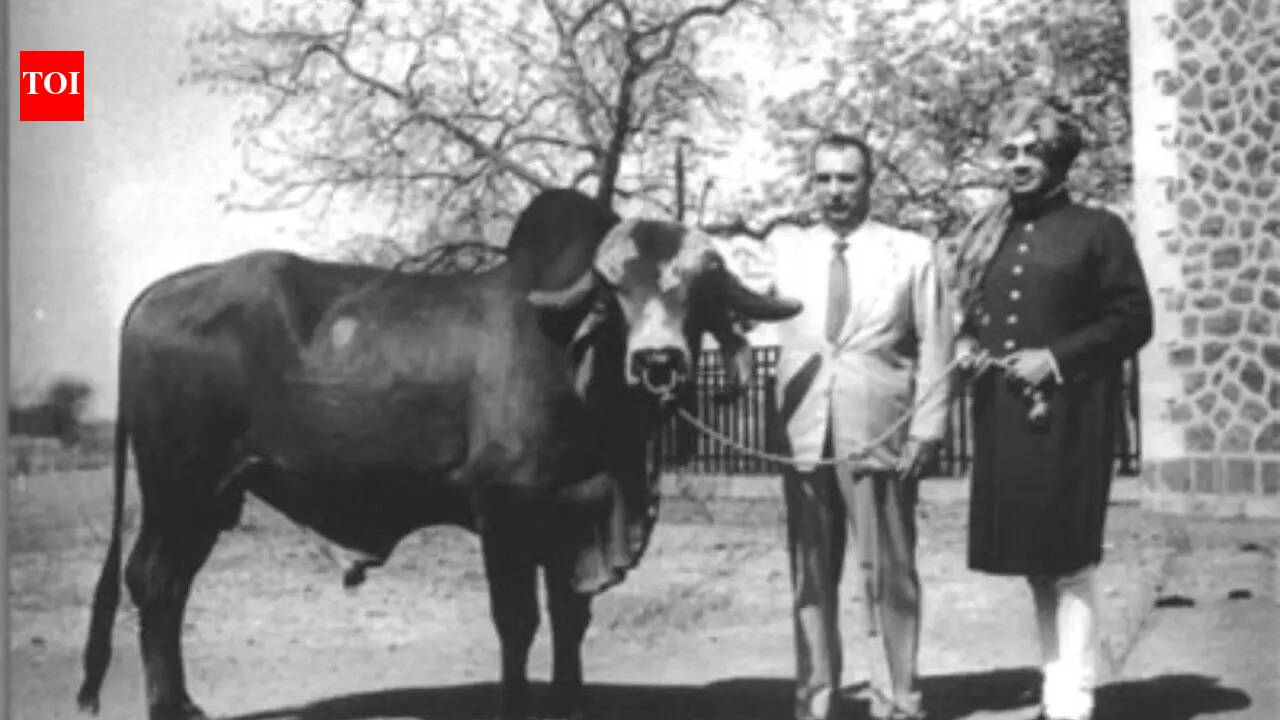 Gujarat Krishna Bull: Meet Krishna: a bull from Gujarat credited with producing 80% of Brazil’s milk production since 1960.