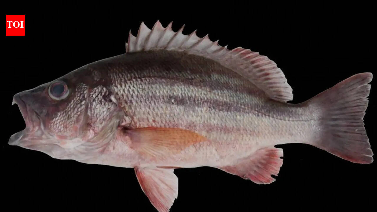 ZSI | Snapper spotted in Gopalpur-on-Sea for the first time in India, reports Bhubaneswar News