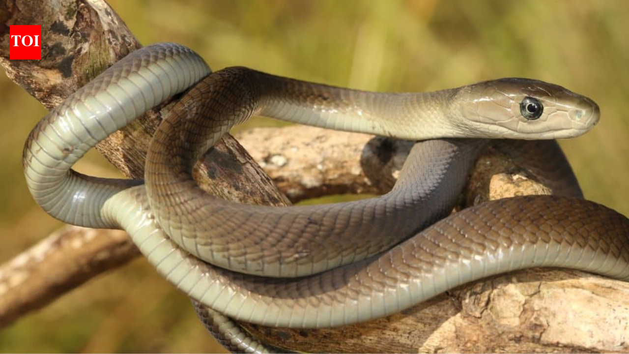 Black Mambas Aren’t Actually Black: 10 Interesting Facts About The Fastest Snake On Earth